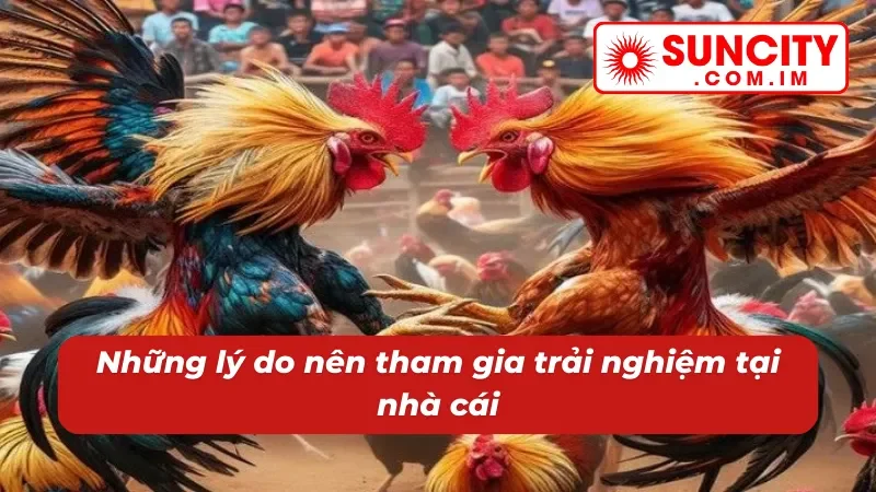 Những lý do nên trải nghiệm sảnh đá gà tại nhà cái