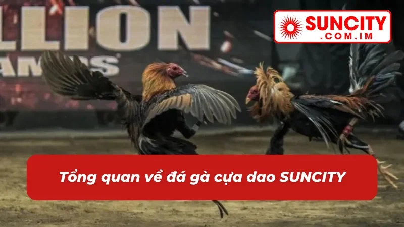 Giới thiệu đá gà cựa dao SUNCITY