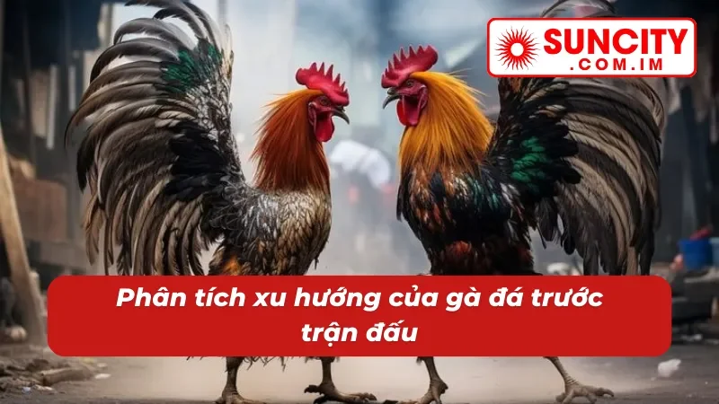 Chơi đá gà cựa dao SUNCITY dễ dàng thắng hơn