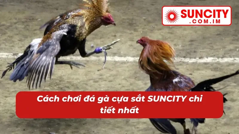 Tổng quan về đá gà cựa sắt SUNCITY