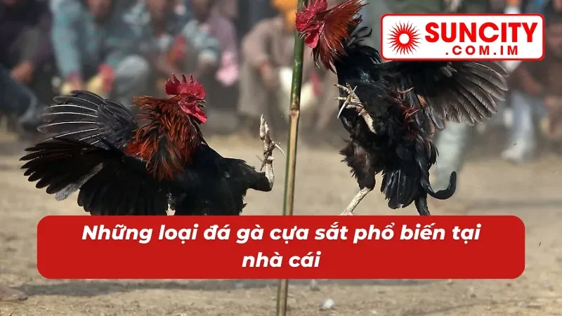 Thể loại đá gà cựa sắt SUNCITY đặc sắc