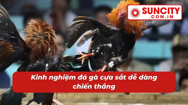 Cách đá gà cựa sắt SUNCITY luôn thắng 