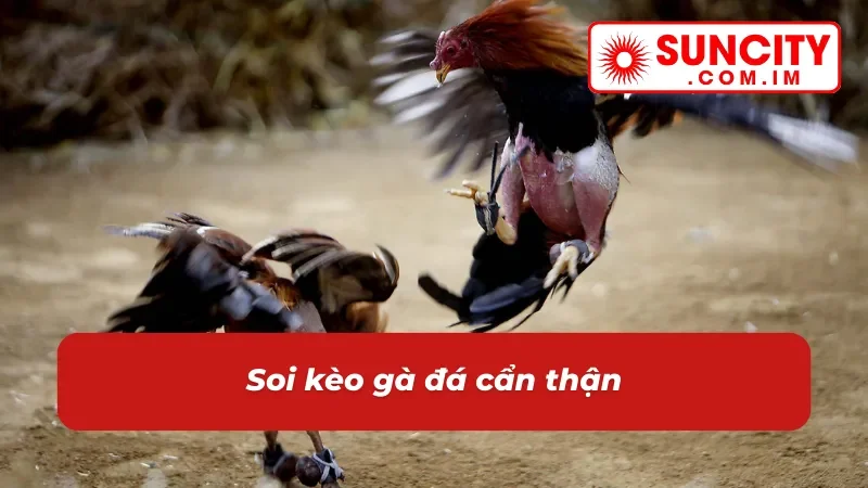 Cách chơi đá gà cựa sắt SUNCITY dễ dàng hơn