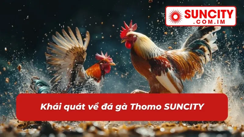 Đá Gà Thomo Uy Tín Bậc Nhất SUNCITY Dành Cho Newbie 2026 2 Những điều cần nắm vững về đá gà Thomo