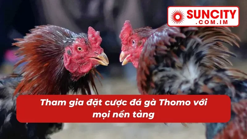 Đá Gà Thomo Uy Tín Bậc Nhất SUNCITY Dành Cho Newbie 2026 4 Đá gà Thomo tham gia mọi lúc mọi nơi